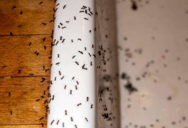 Wellington, UT Pest Control Company